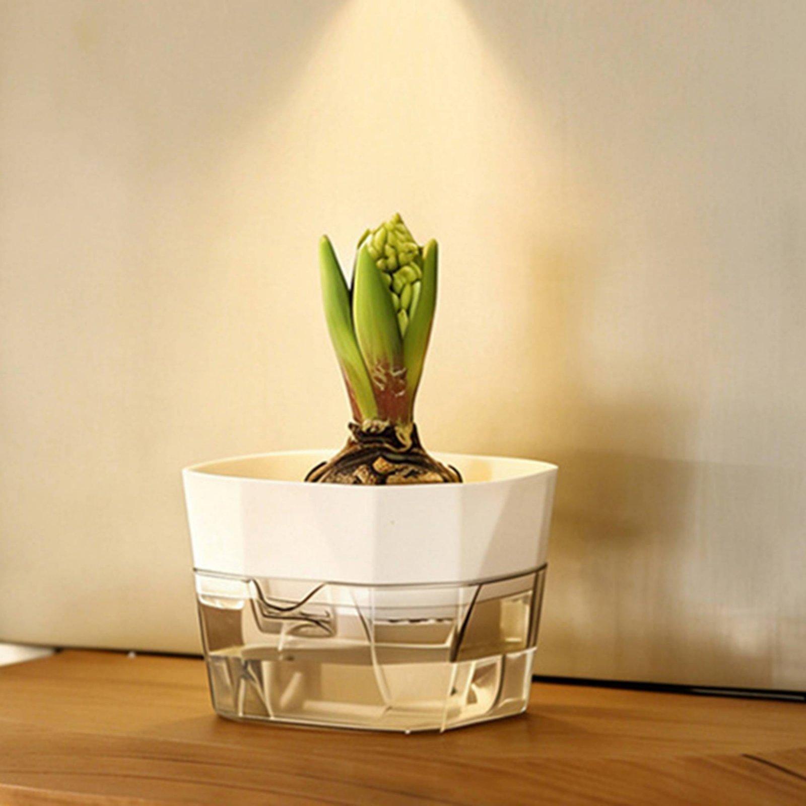 Hydroponische Vase mit Zwei Sc – Vase Decor Bewertung und Preis