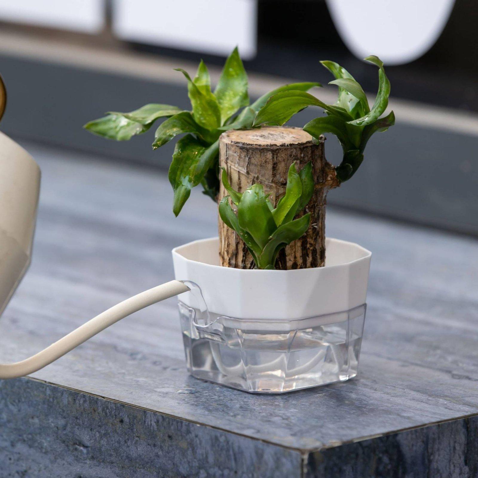 Hydroponische Vase mit Zwei Sc – Vase Decor Bewertung und Preis